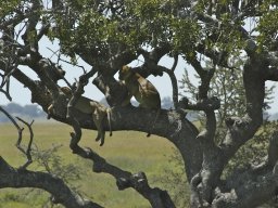 Seronera_and_Lobo2003-014